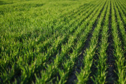 winter wheat in fall