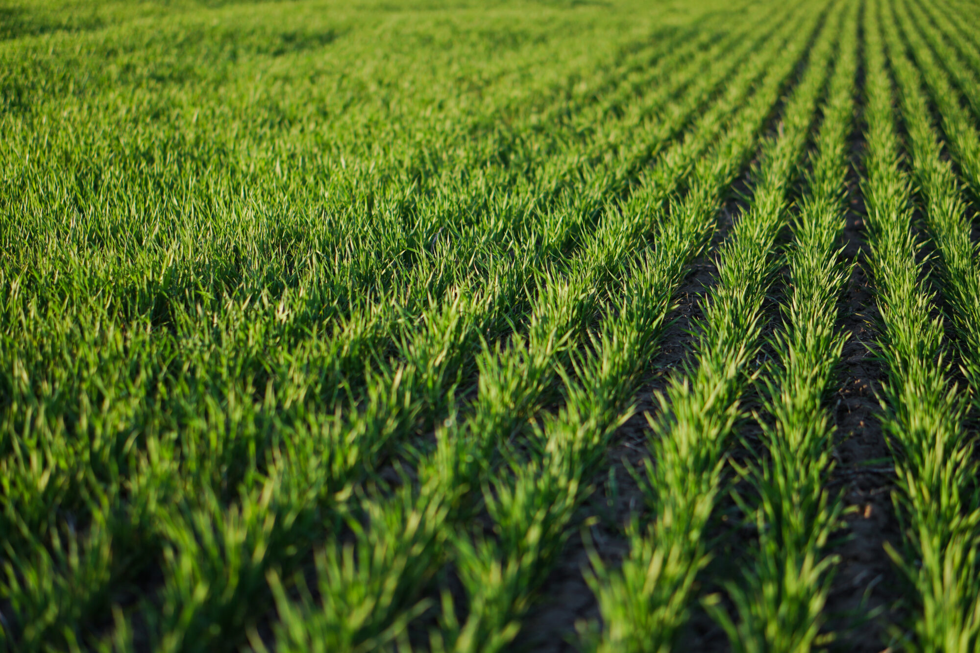 winter wheat in fall