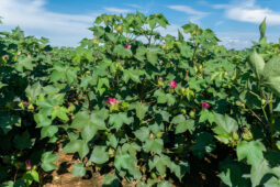 Evaluation of BiOWiSH<sup>®</sup> Crop Liquid on Cotton Lint Yields in Western Tennessee