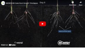 BiOWiSH<sup>®</sup>  Corn Root Growth Timelapse Video