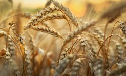 Wheat field in early sunlight.